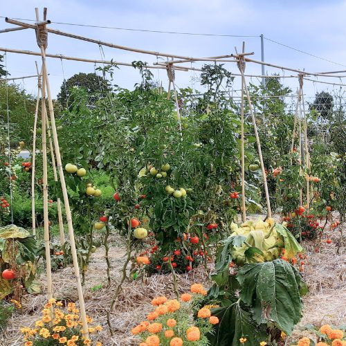 Les meilleures graines de tomates : comment choisir ses variétés ?