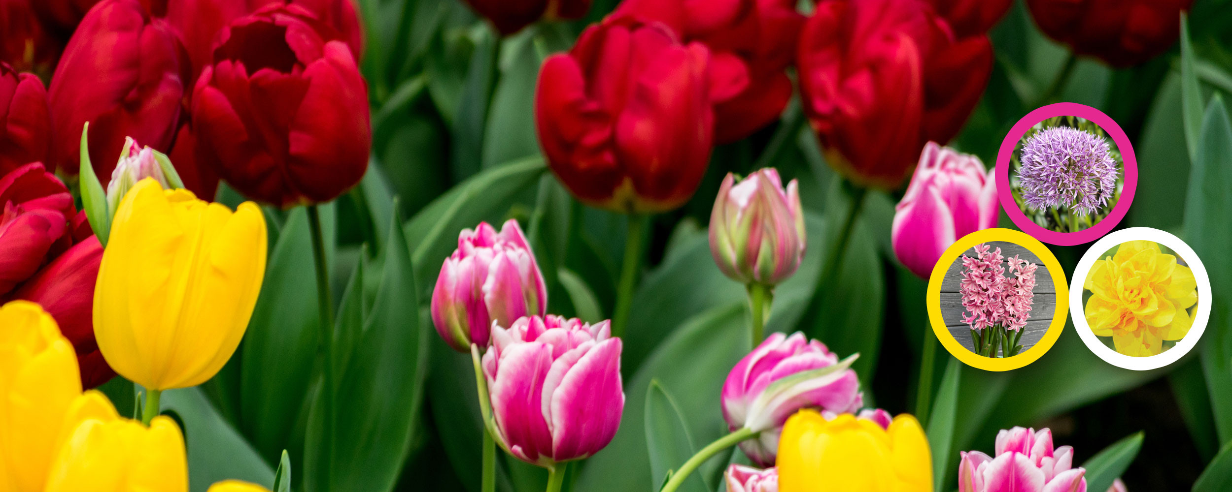 Bulbes à fleurs