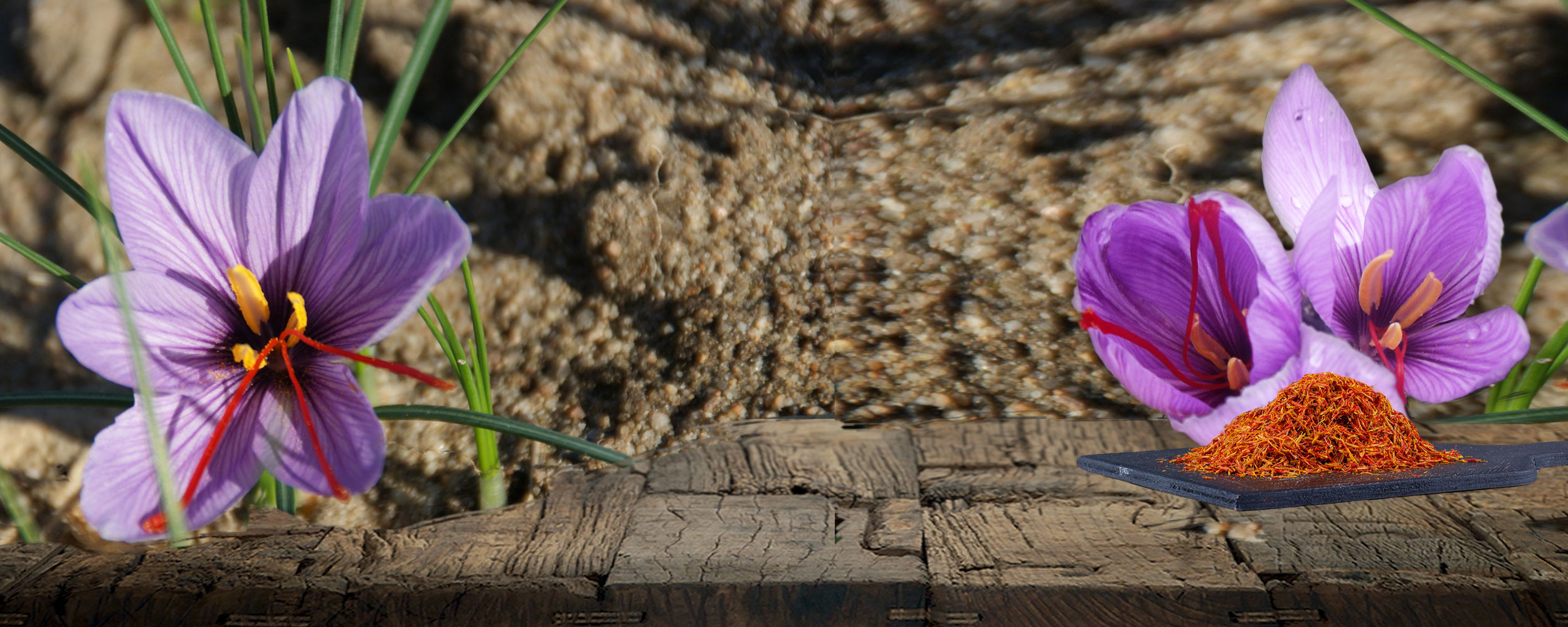 crocus à safran